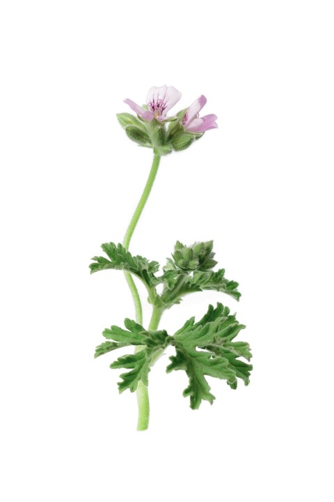 Geranium - hydrolat ekologiczny