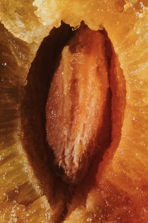 Plum seed oil
